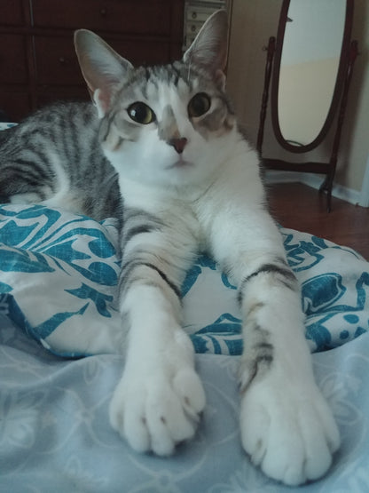 "Just Got My Claws Done DON'T TOUCH!" Funny Cat Sticker