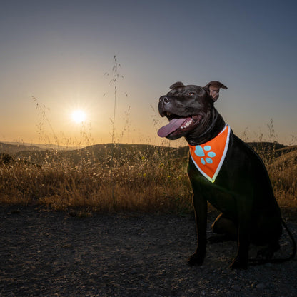 Orange Dog Bandana Neck Size 10 inch S Size Hi Visibility Reflective Blaze