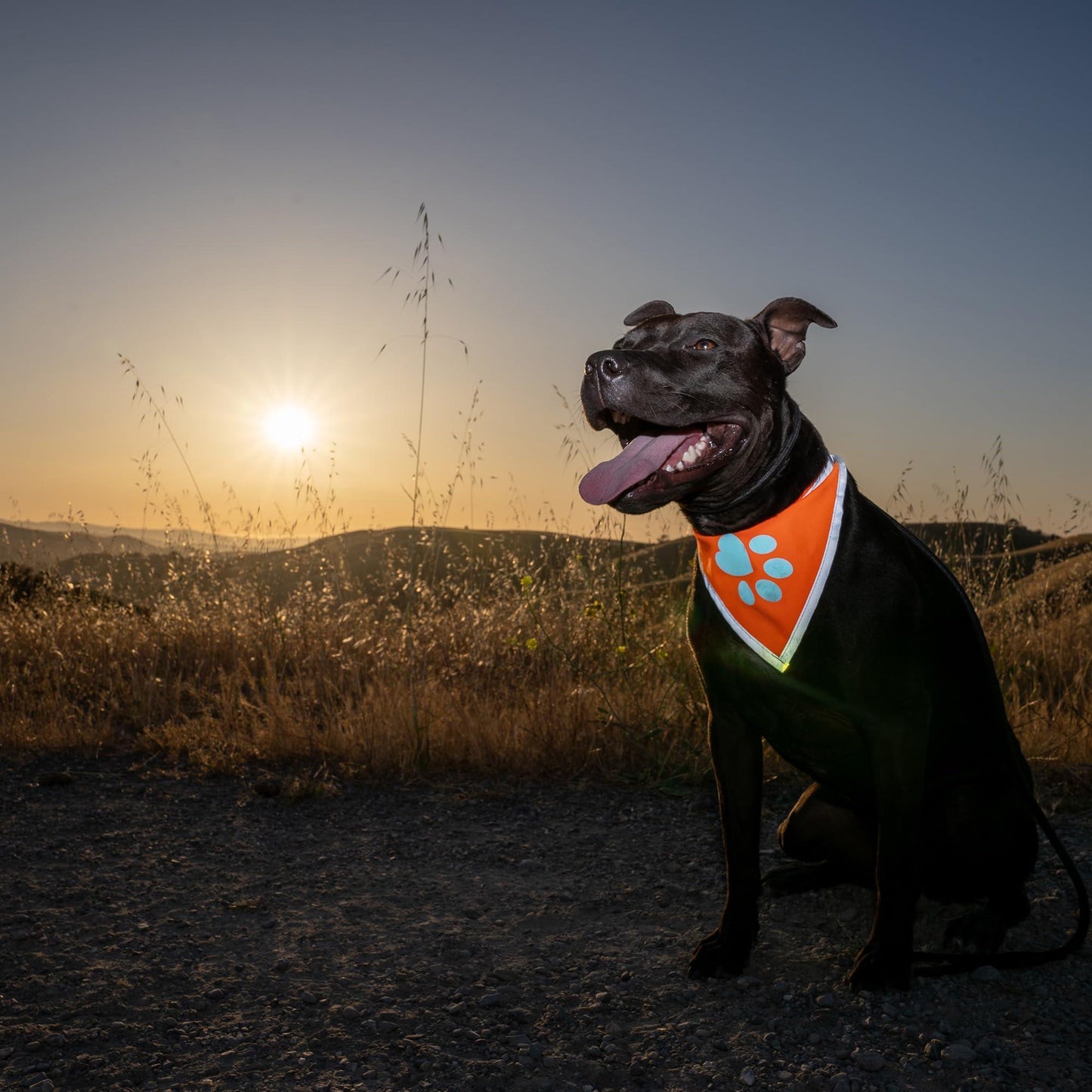 Orange Dog Bandana Chest Size 24.5 Inch Neck Size 22 inch Hi Visibility