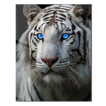 Blue-Eyed White Tiger Glass Wall Art – Fierce Wildlife Portrait with Striking Gaze-KAFCD016