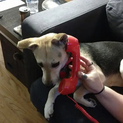"Hello? This is Dog." Sarcastic Funny Dog Sticker